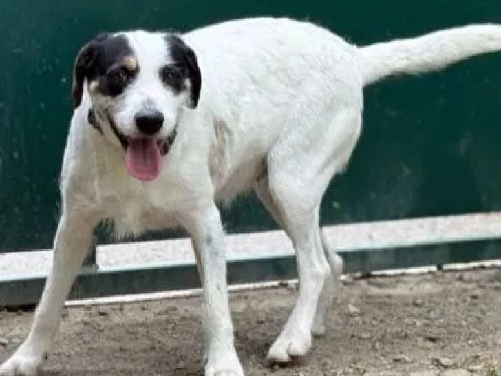 En attente d'adoption : chienne tricolore de 3 ans