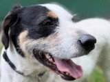 En attente d'adoption : chienne tricolore de 3 ans