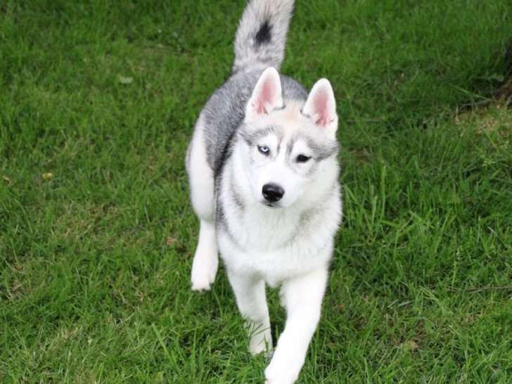 Chiot femelle Husky de Sibérie LOF à vendre née décembre 2025