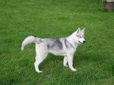 Chiot femelle Husky de Sibérie LOF à vendre née décembre 2025