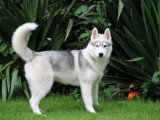 Chiot femelle Husky de Sibérie LOF à vendre née décembre 2025