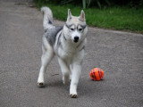 Chiot femelle Husky de Sibérie LOF à vendre née décembre 2025