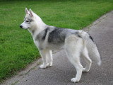 Chiot femelle Husky de Sibérie LOF à vendre née décembre 2025