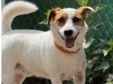À la recherche d'une famille : chien Jack Russell Terrier marron et blanc de 4 ans