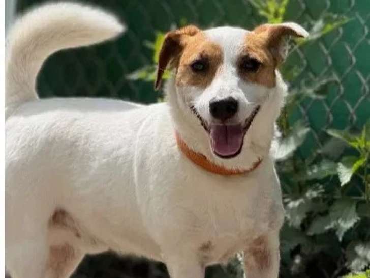 À la recherche d'une famille : chien Jack Russell Terrier marron et blanc de 4 ans