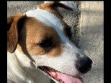 À la recherche d'une famille : chien Jack Russell Terrier marron et blanc de 4 ans