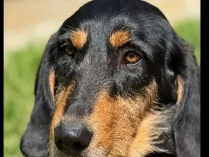 Prêt pour l'adoption : chien Griffon noir et feu de 2 ans