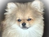 Vente de 2 chiots Spitz non LOF nés en novembre 2025
