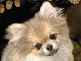 Vente de 2 chiots Spitz non LOF nés en novembre 2025