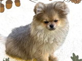 Vente de 2 chiots Spitz non LOF nés en novembre 2025