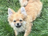 Vente de 2 chiots Spitz non LOF nés en novembre 2025