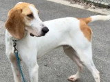 En quête d'un foyer : chien Gascon Saintongeois marron et blanc de 2 ans