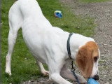 En quête d'un foyer : chien Gascon Saintongeois marron et blanc de 2 ans