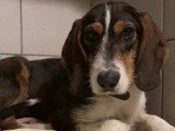 Adoption disponible : chiot femelle tricolore de 11 mois