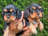 2 chiots Cavalier King Charles noir et feu non LOF d'avril 2026 à réserver