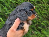 2 chiots Cavalier King Charles noir et feu non LOF d'avril 2026 à réserver