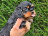 2 chiots Cavalier King Charles noir et feu non LOF d'avril 2026 à réserver