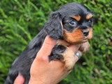 2 chiots Cavalier King Charles noir et feu non LOF d'avril 2026 à réserver