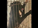 En attente d'un foyer : chien au pelage noir de 3 ans