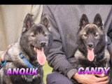 À adopter : 2 chiots femelles Husky de Sibérie au pelage noir et gris de 6 mois