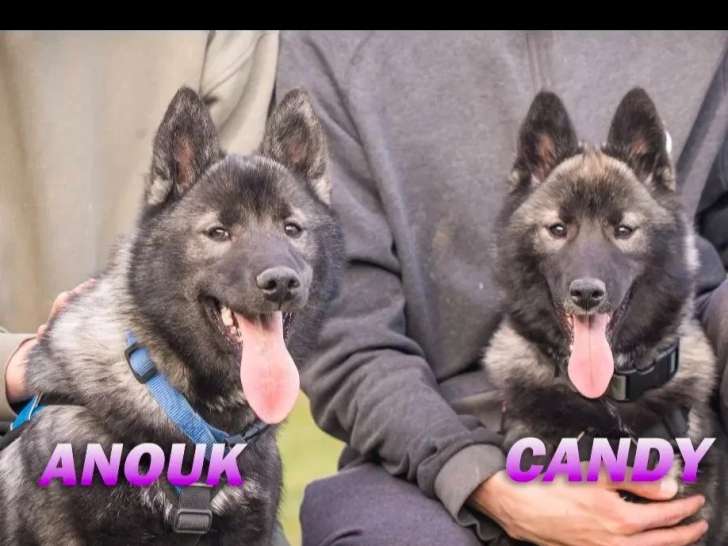 À adopter : 2 chiots femelles Husky de Sibérie au pelage noir et gris de 6 mois