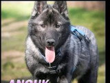 À adopter : 2 chiots femelles Husky de Sibérie au pelage noir et gris de 6 mois