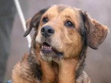 En attente d'adoption : chien au pelage fauve charbonné de 12 ans