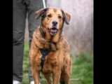 En attente d'adoption : chien au pelage fauve charbonné de 12 ans