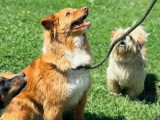 À la recherche d'une famille : chien au pelage roux et blanc de 5 ans