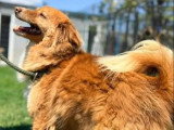 À la recherche d'une famille : chien au pelage roux et blanc de 5 ans