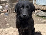 À adopter : chien d'un an