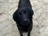 À adopter : chien d'un an