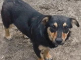 En attente d'un foyer : chienne de 2 ans