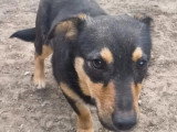 En attente d'un foyer : chienne de 2 ans