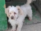 À la recherche d'une famille : chien de 6 ans