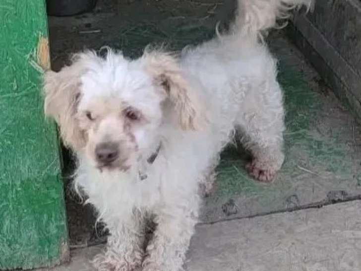 À la recherche d'une famille : chien de 6 ans