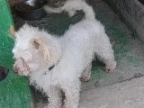 À la recherche d'une famille : chien de 6 ans