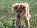 En quête d'un foyer : chien de 8 ans