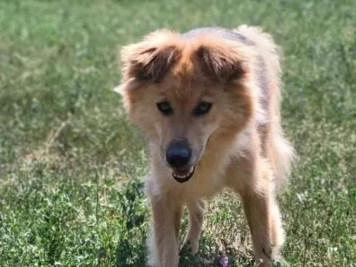 En quête d'un foyer : chien de 8 ans