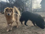 En quête d'un foyer : chien de 8 ans