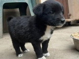 Adoption disponible : chiot femelle de 2 mois