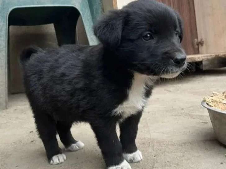 Adoption disponible : chiot femelle de 2 mois
