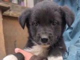 Adoption disponible : chiot femelle de 2 mois