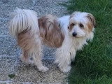 À adopter : chien de 7 ans