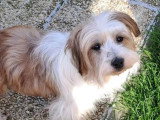 À adopter : chien de 7 ans