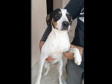 Prêt pour l'adoption : chien Bodeguero blanc de 4 ans