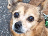 En attente d'adoption : chien au pelage fauve de 13 ans