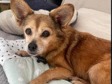 En attente d'adoption : chien au pelage fauve de 13 ans