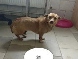 À accueillir : chiot femelle de 11 mois