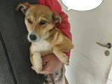 En attente d'un foyer : chienne de 4 ans